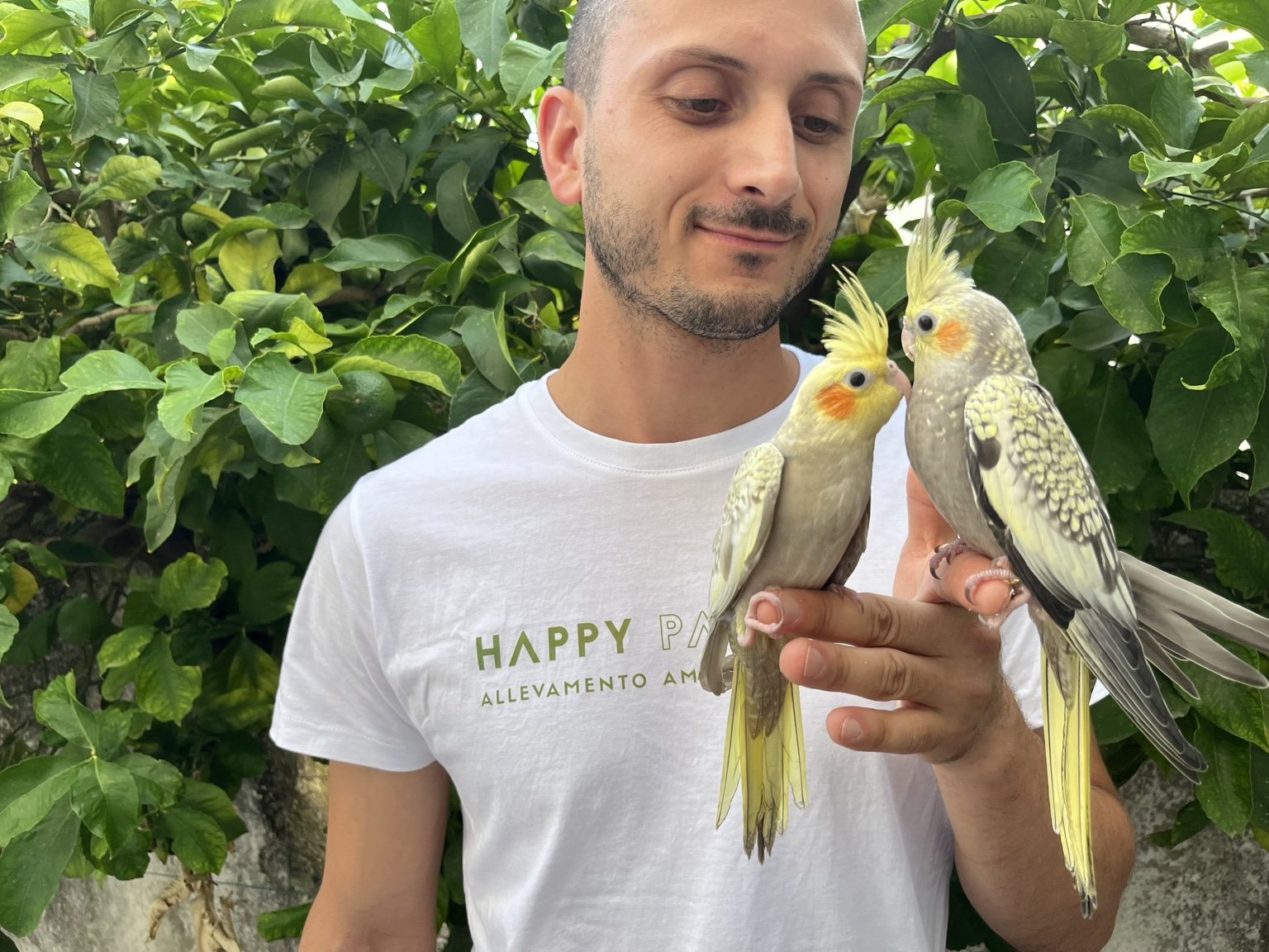 Happy Parrots con calopsite allevate a mano