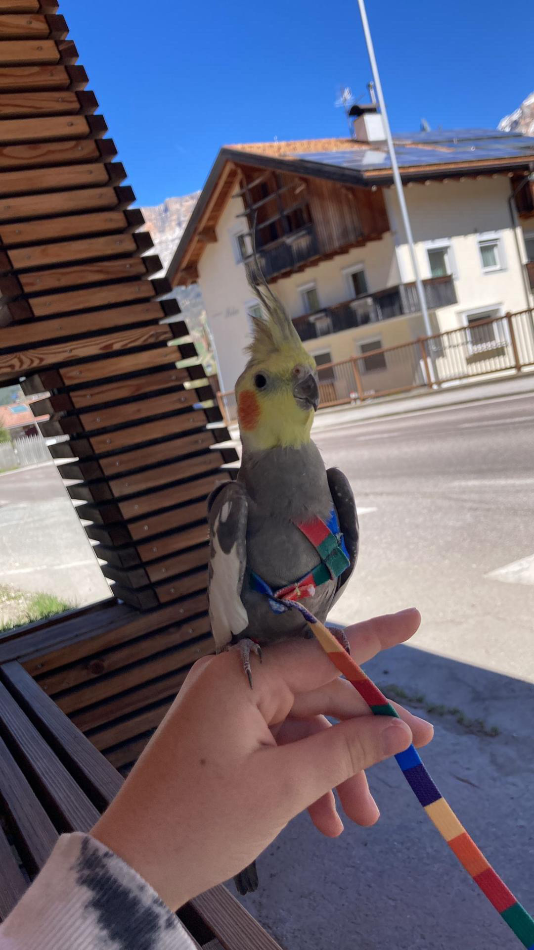 Kiwi e Carlotta con pettorina Happy Parrots