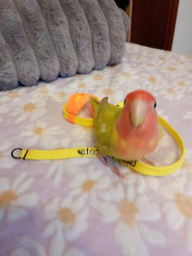 Rum con pettorina Happy Parrots