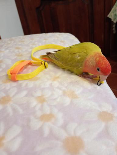 Rum osserva la pettorina Happy Parrots